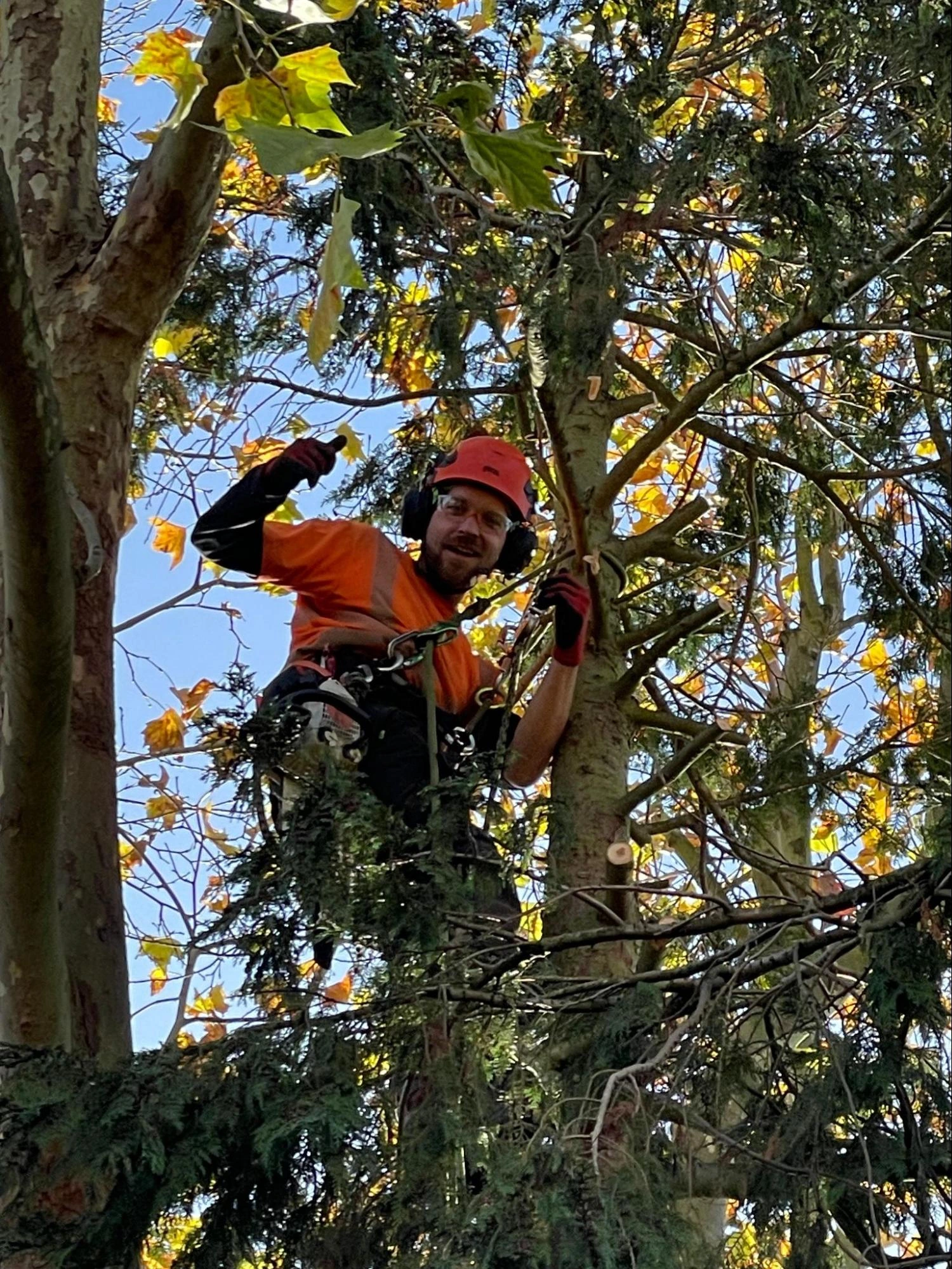 Barkingside Tree Care Experts